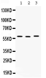 CAP1 Antibody - Western blot - Anti-CAP1 Picoband Antibody