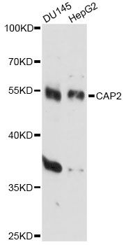 CAP2 Antibody - Western blot analysis of extracts of various cell lines, using CAP2 antibody at 1:3000 dilution. The secondary antibody used was an HRP Goat Anti-Rabbit IgG (H+L) at 1:10000 dilution. Lysates were loaded 25ug per lane and 3% nonfat dry milk in TBST was used for blocking. An ECL Kit was used for detection and the exposure time was 10s.