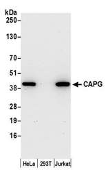 CAPG Antibody - Detection of human CAPG by western blot. Samples: Whole cell lysate (15 µg) from HeLa, HEK293T, and Jurkat cells prepared using NETN lysis buffer. Antibody: Affinity purified rabbit anti-CAPG antibody used for WB at 0.1 µg/ml. Detection: Chemiluminescence with an exposure time of 30 seconds.