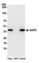 CAPG Antibody - Detection of human CAPG by western blot. Samples: Whole cell lysate (15 µg) from HeLa, HEK293T, and Jurkat cells prepared using NETN lysis buffer. Antibody: Affinity purified rabbit anti-CAPG antibody used for WB at 0.1 µg/ml. Detection: Chemiluminescence with an exposure time of 30 seconds.