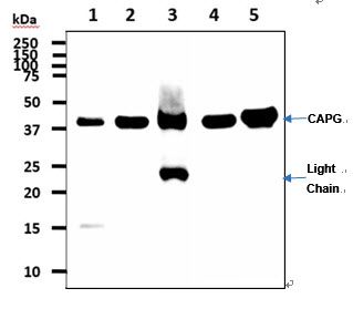 CAPG Antibody - The cell lysates (40ug) were resolved by SDS-PAGE, transferred to PVDF membrane and probed with anti-human CAPG antibody (1:1000). Proteins were visualized using a goat anti-mouse secondary antibody conjugated to HRP and an ECL detection system. Lane 1.: HeLa cell lysate Lane 2.: NIH3T3 cell lysate Lane 3.: Mouse spleen tissue lysate Lane 4.: THP-1 cell lysate Lane 5.: Raw 264.7 cell lysate
