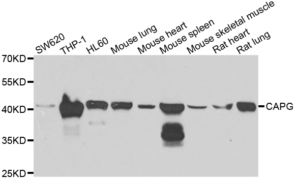 CAPG Antibody - Western blot analysis of extracts of various cell lines.