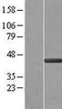 CAPG Protein - Western validation with an anti-DDK antibody * L: Control HEK293 lysate R: Over-expression lysate