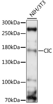 Capicua / CIC Antibody - Western blot analysis of extracts of NIH/3T3, using CIC antibody at 1:1000 dilution. The secondary antibody used was an HRP Goat Anti-Rabbit IgG (H+L) at 1:10000 dilution. Lysates were loaded 25ug per lane and 3% nonfat dry milk in TBST was used for blocking. An ECL Kit was used for detection and the exposure time was 30s.