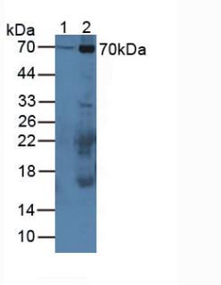 CAPN1 / Calpain 1 Antibody - Western Blot; Sample: Lane1: Mouse Serum; Lane2: Mouse Placenta Tissue.