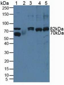 CAPN1 / Calpain 1 Antibody - Western Blot; Sample: Lane1: Rat Serum; Lane2: Rat Testis Tissue; Lane3: Human Hela Cells; Lane4: Human A431 Cells; Lane5: Human Jurkat Cells.