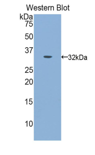 CAPN1 / Calpain 1 Antibody - Western blot of recombinant CAPN1 / Calpain 1. This image was taken for the unconjugated form of this product. Other forms have not been tested.
