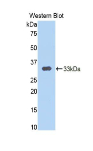 CAPN1 / Calpain 1 Antibody - Western blot of recombinant CAPN1 / Calpain 1.  This image was taken for the unconjugated form of this product. Other forms have not been tested.