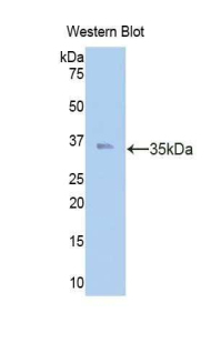 CAPN1 / Calpain 1 Antibody - Western blot of recombinant CAPN1 / Calpain 1.  This image was taken for the unconjugated form of this product. Other forms have not been tested.