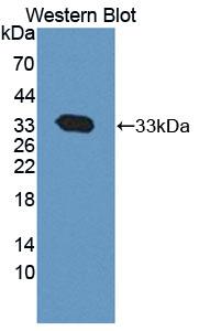 CAPN1 / Calpain 1 Antibody - Western Blot; Sample: Recombinant protein.