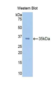 CAPN1 / Calpain 1 Antibody - Western blot of recombinant CAPN1 / Calpain 1.  This image was taken for the unconjugated form of this product. Other forms have not been tested.
