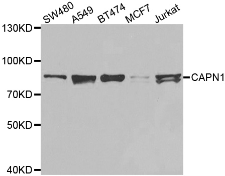 CAPN1 / Calpain 1 Antibody - Western blot analysis of extracts of various cell lines.