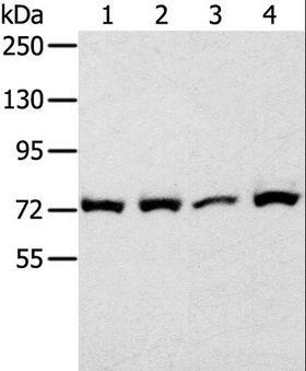 CAPN1 / Calpain 1 Antibody - Western blot analysis of 293T cell, using CAPN1 Polyclonal Antibody at dilution of 1:450.