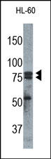 CAPN1 / Calpain 1 Antibody - The Calpain-1 Antibody is used in Western blot to detect Calpain-1 in HL-60 cell lysate.