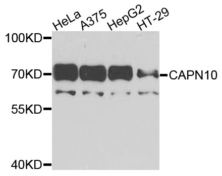 CAPN10 / Calpain 10 Antibody - Western blot analysis of extracts of various cells.