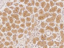CAPN10 / Calpain 10 Antibody - Immunochemical staining of human CAPN10 in human kidney with rabbit polyclonal antibody at 1:100 dilution, formalin-fixed paraffin embedded sections.
