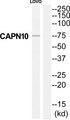CAPN10 / Calpain 10 Antibody - Western blot analysis of extracts from LOVO cells, using CAPN10 antibody.