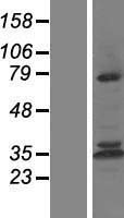 CAPN10 / Calpain 10 Protein - Western validation with an anti-DDK antibody * L: Control HEK293 lysate R: Over-expression lysate