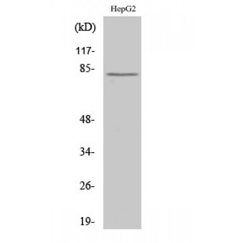 CAPN11 / Calpain 11 Antibody - Western blot of Calpain 11 antibody