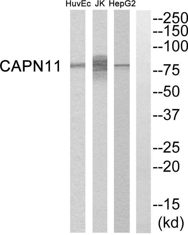 CAPN11 / Calpain 11 Antibody - Western blot analysis of extracts from HepG2 cells, Jurkat cells and HuvEc cells, using CAPN11 antibody.