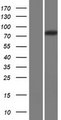 CAPN14 Protein - Western validation with an anti-DDK antibody * L: Control HEK293 lysate R: Over-expression lysate