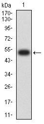 CAPN2 / Calpain 2 / M-Calpain Antibody - Western blot analysis using CAPN2 mAb against human CAPN2 (AA: 489-700) recombinant protein. (Expected MW is 50.6 kDa)