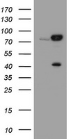 CAPN2 / Calpain 2 / M-Calpain Antibody - HEK293T cells were transfected with the pCMV6-ENTRY control (Left lane) or pCMV6-ENTRY CAPN2 (Right lane) cDNA for 48 hrs and lysed. Equivalent amounts of cell lysates (5 ug per lane) were separated by SDS-PAGE and immunoblotted with anti-CAPN2.