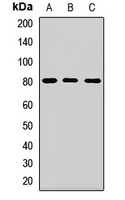 CAPN2 / Calpain 2 / M-Calpain Antibody