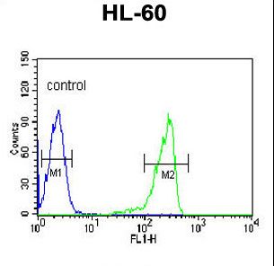 CAPN3 / Calpain 3 Antibody - CAPN3 Antibody flow cytometry of HL-60 cells (right histogram) compared to a negative control cell (left histogram). FITC-conjugated goat-anti-rabbit secondary antibodies were used for the analysis.