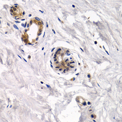 CAPN3 / Calpain 3 Antibody - Immunohistochemistry of paraffin-embedded human normal breast.