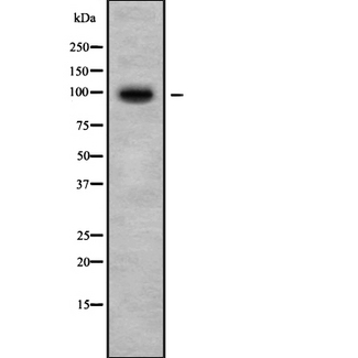 CAPN3 / Calpain 3 Antibody - Western blot analysis of CAPN3 using NIH-3T3 whole cells lysates