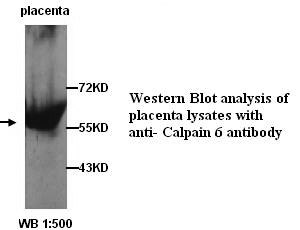 CAPN6 / Calpain 6 Antibody