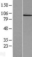 CAPN7 / Calpain 7 Protein - Western validation with an anti-DDK antibody * L: Control HEK293 lysate R: Over-expression lysate