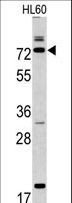 CAPN9 / Calpain 9 Antibody - Western blot of CAPN9 antibody in HL60 cell line lysates (35 ug/lane). CAPN9 (arrow) was detected using the purified antibody.