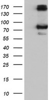 CAPN9 / Calpain 9 Antibody - HEK293T cells were transfected with the pCMV6-ENTRY control (Left lane) or pCMV6-ENTRY CAPN9 (Right lane) cDNA for 48 hrs and lysed. Equivalent amounts of cell lysates (5 ug per lane) were separated by SDS-PAGE and immunoblotted with anti-CAPN9.