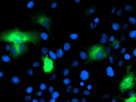 CAPN9 / Calpain 9 Antibody - Anti-CAPN9 mouse monoclonal antibody immunofluorescent staining of COS7 cells transiently transfected by pCMV6-ENTRY CAPN9.