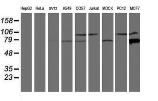 CAPN9 / Calpain 9 Antibody - Western blot of extracts (35 ug) from 9 different cell lines by using anti-CAPN9 monoclonal antibody.