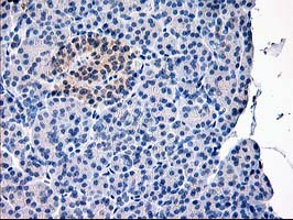 CAPN9 / Calpain 9 Antibody - IHC of paraffin-embedded Human pancreas tissue using anti-CAPN9 mouse monoclonal antibody.