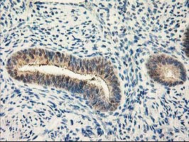 CAPN9 / Calpain 9 Antibody - IHC of paraffin-embedded Human endometrium tissue using anti-CAPN9 mouse monoclonal antibody.