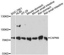CAPN9 / Calpain 9 Antibody - Western blot analysis of extracts of various cell lines, using CAPN9 antibody at 1:3000 dilution. The secondary antibody used was an HRP Goat Anti-Rabbit IgG (H+L) at 1:10000 dilution. Lysates were loaded 25ug per lane and 3% nonfat dry milk in TBST was used for blocking. An ECL Kit was used for detection and the exposure time was 90s.