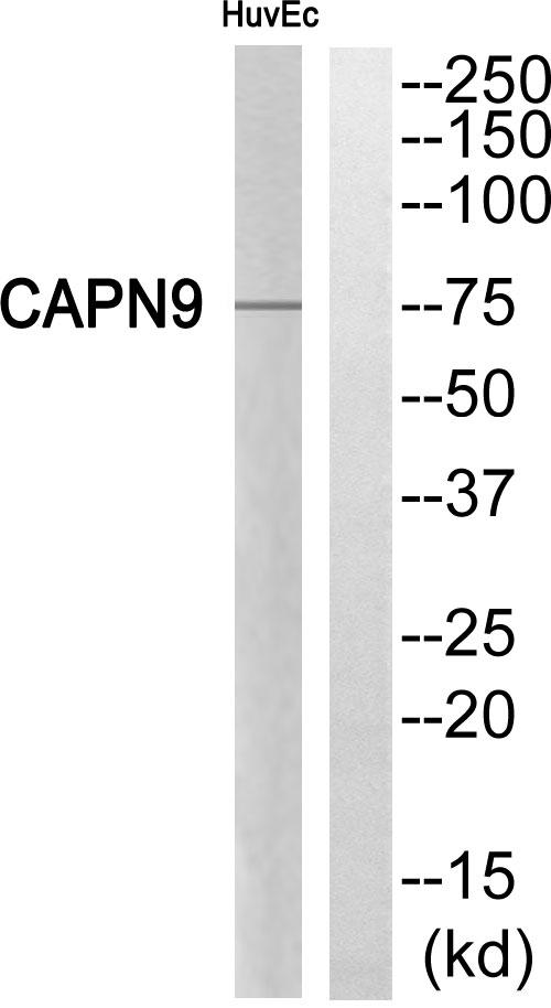 CAPN9 / Calpain 9 Antibody - Western blot analysis of extracts from HuvEc cells, using CAPN9 antibody.