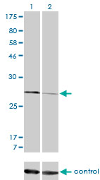 CAPNS1 / CAPN4 Antibody - Western blot of CAPNS1 over-expressed 293 cell line, cotransfected with CAPNS1 Validated Chimera RNAi (Lane 2) or non-transfected control (Lane 1). Blot probed with CAPNS1 monoclonal antibody, clone 3C4. GAPDH ( 36.1 kD ) used as specific.