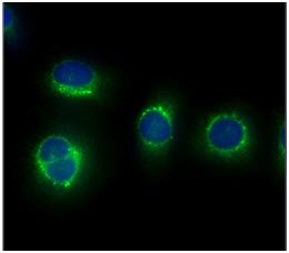 CAPNS1 / CAPN4 Antibody - ICC/IF analysis of CAPNS1 in HeLa cells line, stained with DAPI (Blue) for nucleus staining and monoclonal anti-human CAPNS1 antibody (1:100) with goat anti-mouse IgG-Alexa fluor 488 conjugate (Green).