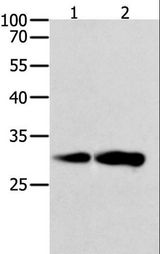 CAPNS1 / CAPN4 Antibody - Western blot analysis of K562 and NIH/3T3 cell, using CAPNS1 Polyclonal Antibody at dilution of 1:800.