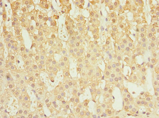 CAPNS1 / CAPN4 Antibody - Immunohistochemistry of paraffin-embedded human adrenal gland tissue at dilution 1:100