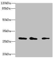 CAPNS1 / CAPN4 Antibody - Western blot All lanes: CAPNS1 antibody at 1.15µg/ml Lane 1: Mouse lung tissue Lane 2: Mouse brain tissue Lane 3: Hela whole cell lysate Secondary Goat polyclonal to rabbit IgG at 1/10000 dilution Predicted band size: 28 kDa Observed band size: 28 kDa
