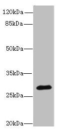 CAPNS2 Antibody - Western blot All Lanes: CAPNS2 antibody at 8ug/ml+Mouse heart tissue Goat polyclonal to rabbit at 1/10000 dilution Predicted band size: 28 kDa Observed band size: 28 kDa