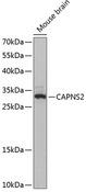 CAPNS2 Antibody - Western blot analysis of extracts of mouse brain using CAPNS2 Polyclonal Antibody at dilution of 1:3000.