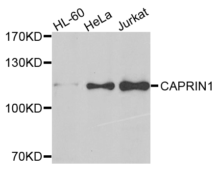 CAPRIN1 Antibody - Western blot analysis of extracts of various cells.
