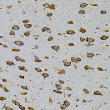 CAPRIN1 Antibody - Immunohistochemistry of paraffin-embedded mouse brain tissue.